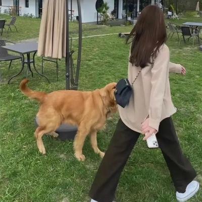 吉娃娃